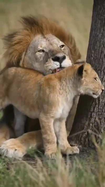 🔥 Old lion dad reluctantly tolerates son