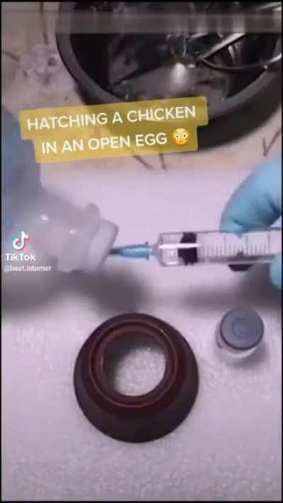 Growing a chicken in a open egg