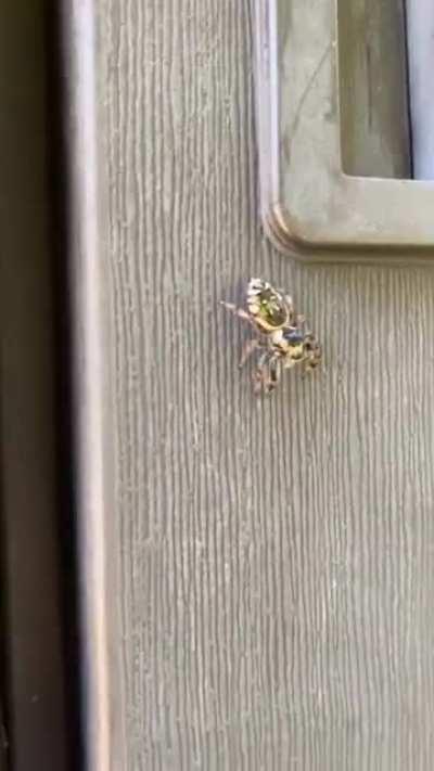 Biggu jumping spider