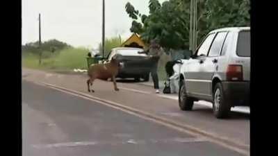 Man tries to defend woman from belligerent goat