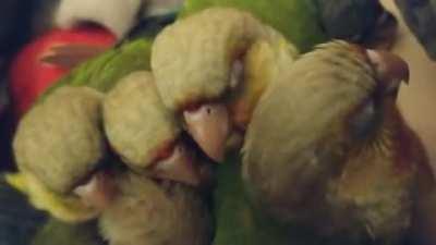 Entire family of Conures *on wiretap* doing beak grinding (viewer discretion advised)