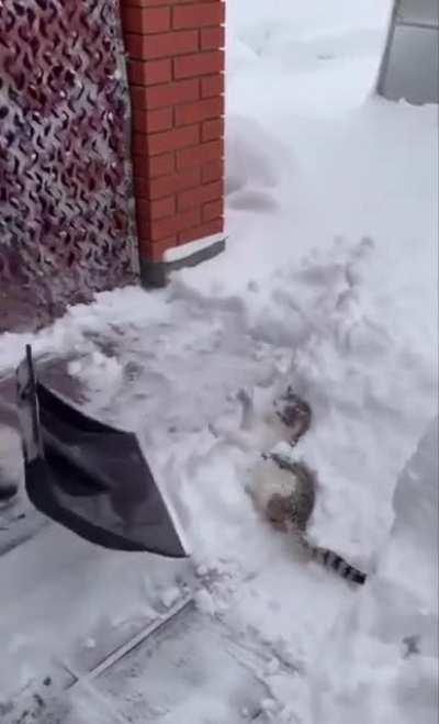 Kitty enjoying the snow