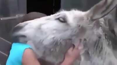 Donkey gets overjoyed at seeing the girl who raised them