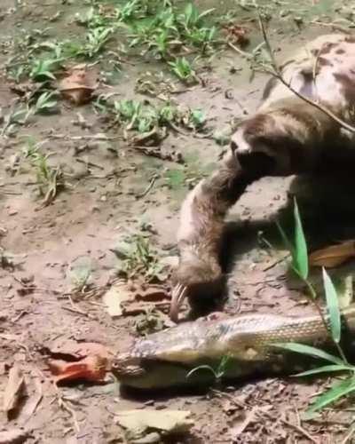 🔥 A sloth nonchalantly walks over the head of a huge anaconda, absolutely low-energy content