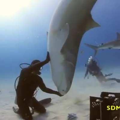 🔥 Playful tiger shark spins on a diver's hand