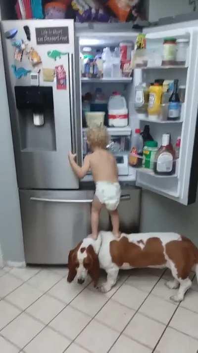 Funny Basset Hound and Baby Break Into Fridge! Lol