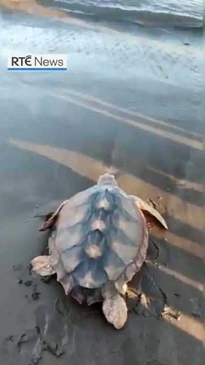 🔥 A loggerhead turtle that washed up on a Donegal beach nea...