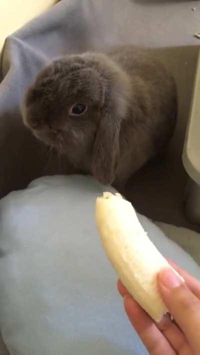 Nom noms 🍌