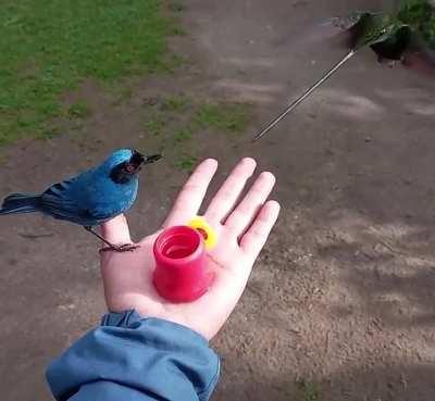 This experience of getting close to sword-billed Hummingbird and masked flower-piercer is thrilling, Zuro loma birding, Nono Ecuador