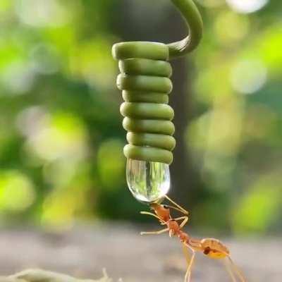 🔥 Thirsty ant drinking its fill from a drop of water