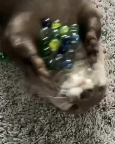 Otter playing with marbles