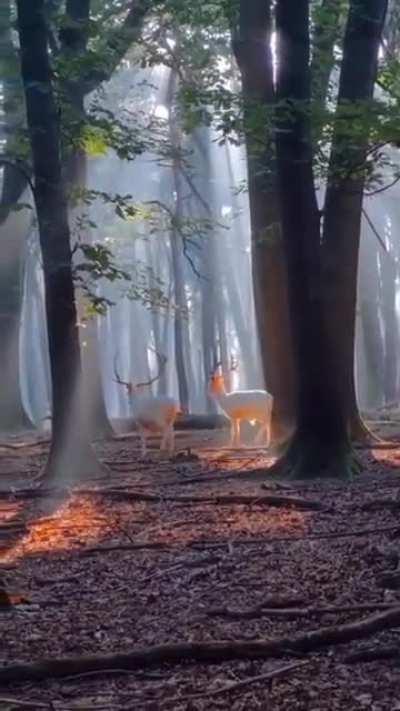 🔥 Barasingha in Himachal Pradesh, India