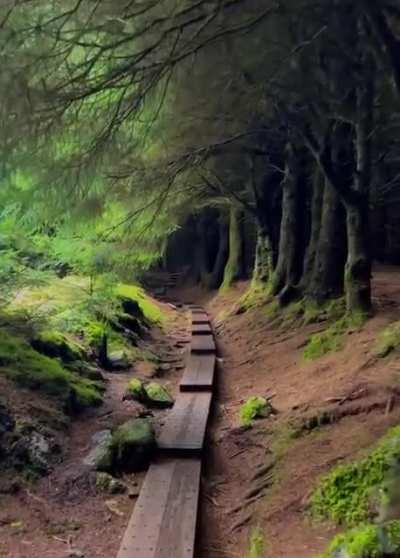 🔥 Ballinastoe Woods Trail, Ireland. 🔥