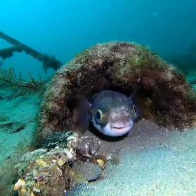 🔥 A puffer fish