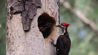 Three Pilated Woodpecker chicks waiting for their mother to feed them