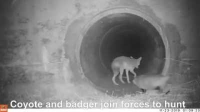 A footage of coyotes and badgers going to hunt together, an example of Symbiosis between Carnivores.