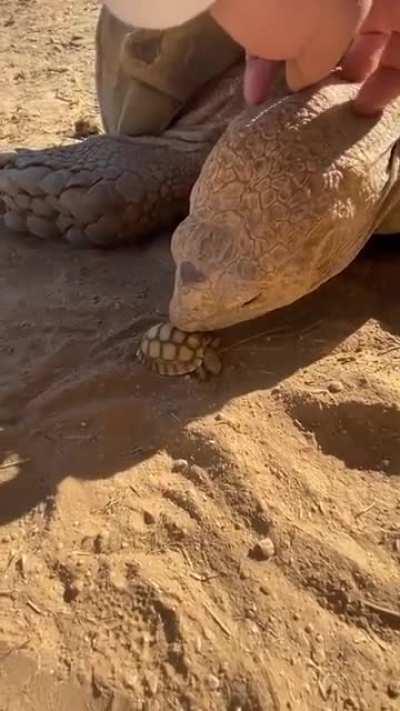 A big tortoise meeting the little one