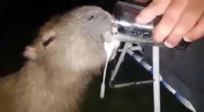 Drinking with a Capibara