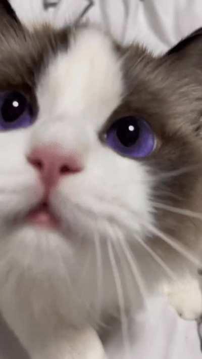 A cute cat with gorgeous violet eyes