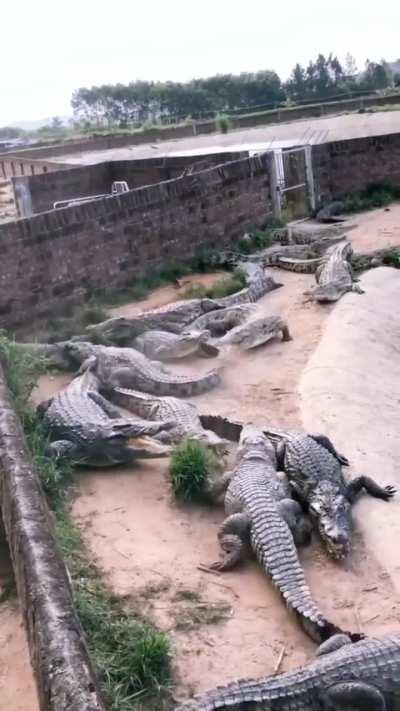 Hen escaping from a group of crocodiles