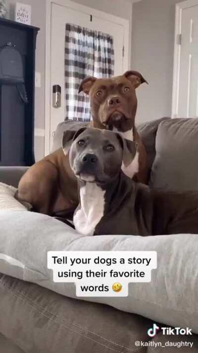 The reaction of her dogs when she was telling her story