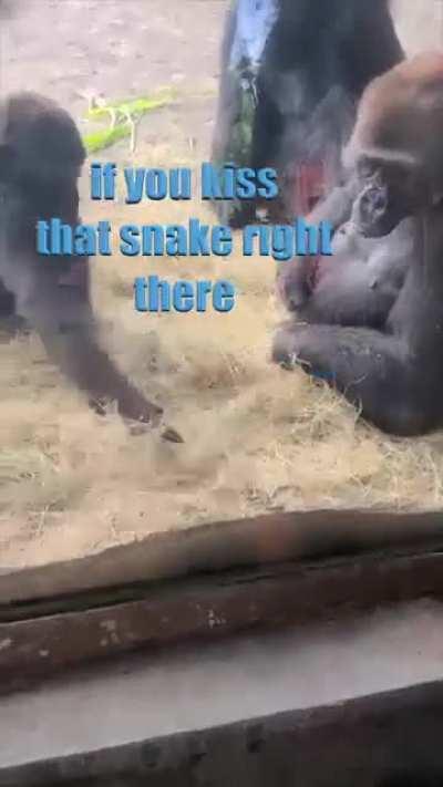 gorilla vs snake