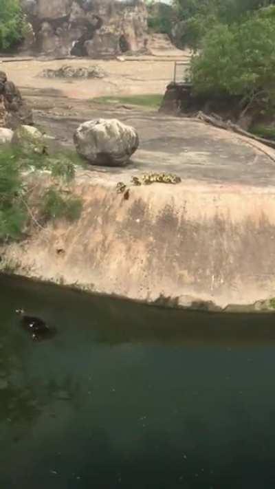 🔥 One by one, a dozen ducklings learn to trust their mother and throw themselves over the cliff....