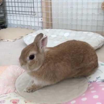 Bunny is excited about new bed