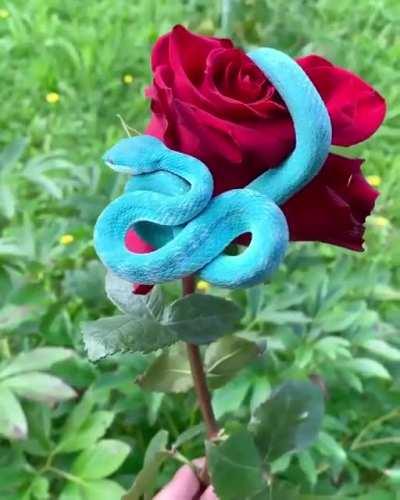 🔥 This is a Blue Pit Viper