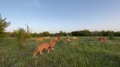 This lion keeper protects the young lion from attack by adults with bare hands and a slipper