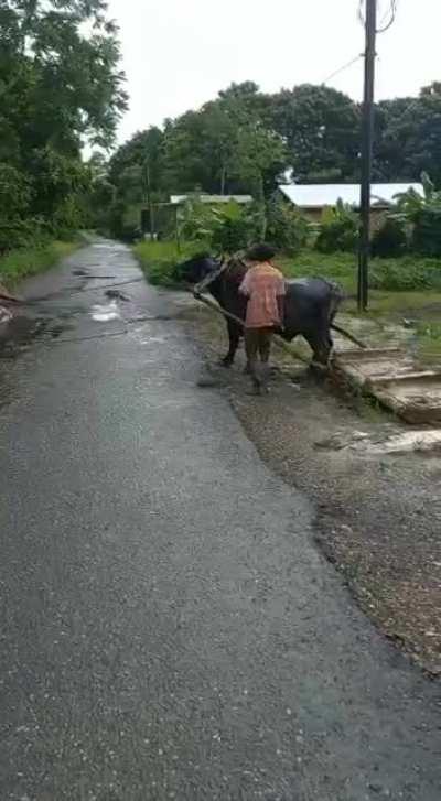 An ox rescues a 4x4. Country life in the Caribbean