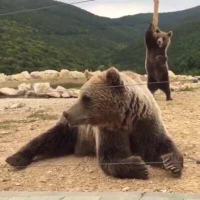 Just some bearly legal pole dancing