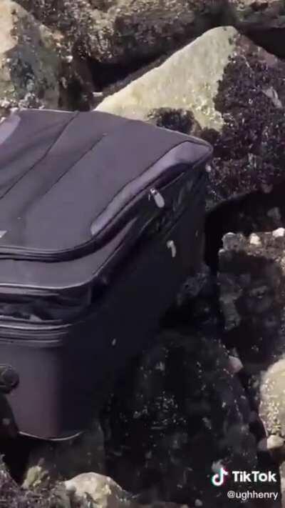 TikTok video shows teens finding suitcase with dead body parts in Seattle