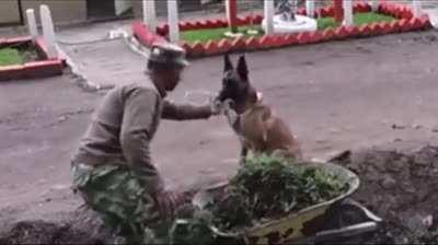 Dog notices owner struggling so gives him a bit of assistance