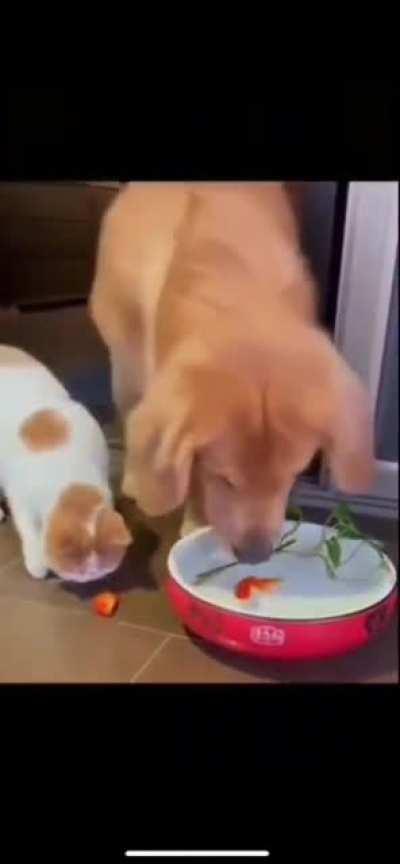 Dog saving gold fishes life, it's so heart touching. Dogs keep surprising me tbh 😊