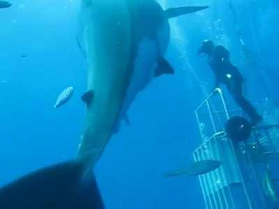 🔥 The World Largest Living Great White Shark 