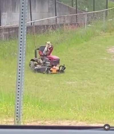 Dog doing the lawn mowing 