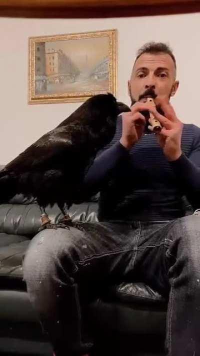 A Crow singing to a flute