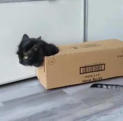 Box cat!