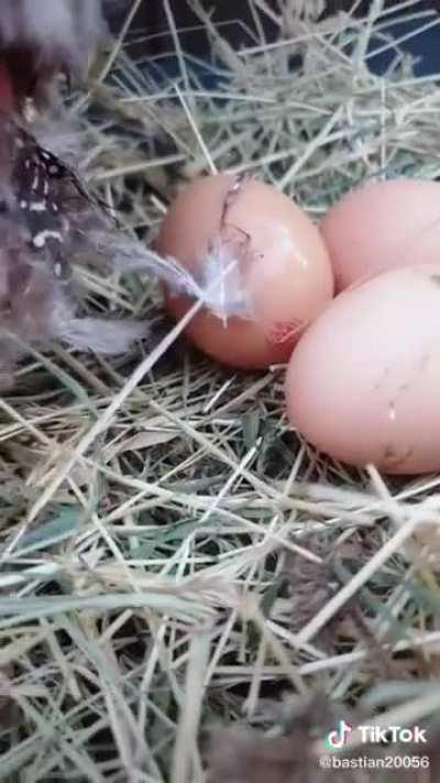 Chicken laying eggs