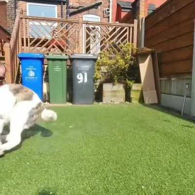 Akita Zoomies!