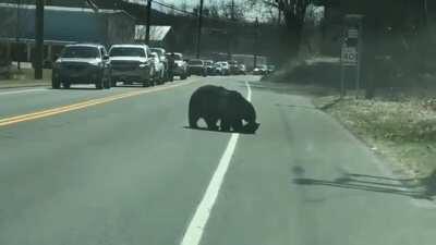 🔥 This momma bear trying her best to herd her cubs across a road 🔥