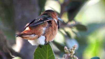 I was able to capture a hummingbird stretching. Hope you enjoy.