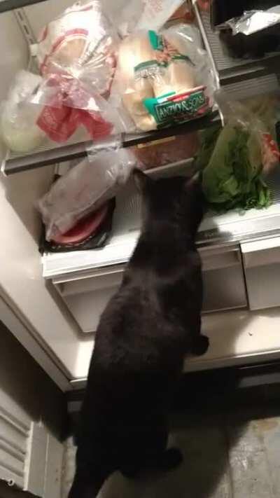 For my cake day here is my cat eating lettuce.