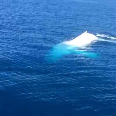 🔥 RARE sighting of Migaloo, one of only 3 albino humpback whales in the world.