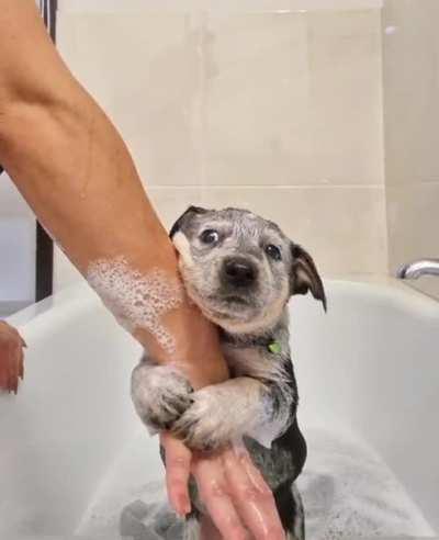 Puppy’s first bath