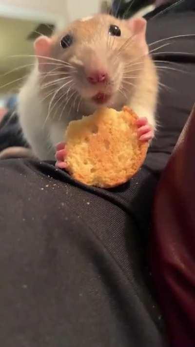 Rufus gets a cookie!