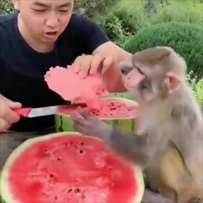 A man and a monkey share a watermelon together