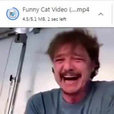 Funny cat video ?