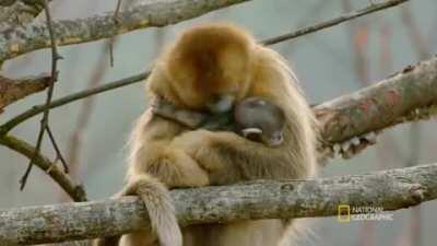 Golden snub nosed monkeys from national geographic